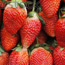 Strawberry  distillate 52%