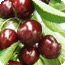 Sour-Cherry  distillate 52%